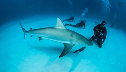 Caribbean reef shark