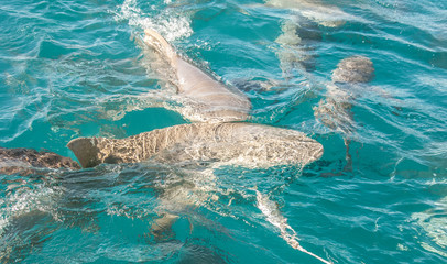 Obraz premium Lemon shark