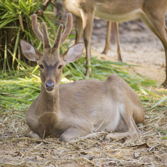 Deer resting