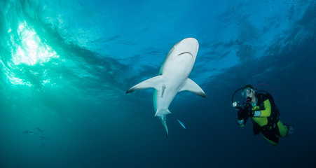 Fototapeta premium Caribbean reef shark
