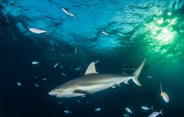 Caribbean reef shark