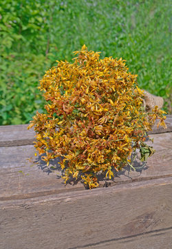 St. John's wort. Hypericum on the  table close-up. Bunch of Hypericum flowers