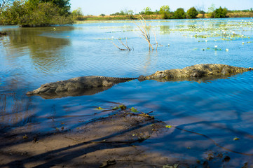 Sacred crocodile, Burkina Faso