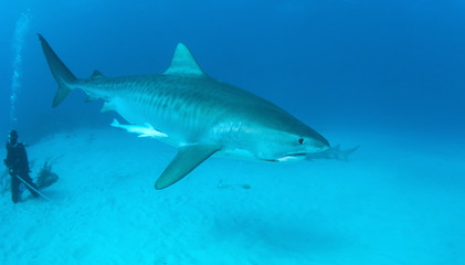 Tiger shark