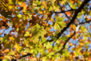 Beautiful autumn forest in Monchique region, Portugal