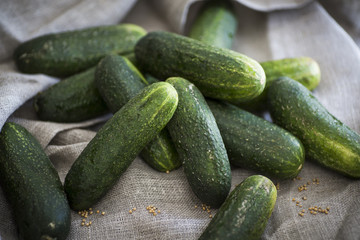 Cucumbers for Pickles