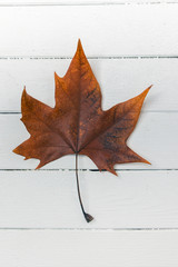 Beautiful close up of an autumn leaf