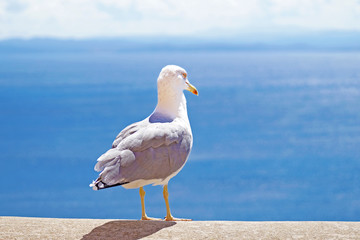 seagull