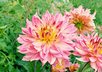 Yellow-pink Dahlia flower on dark green leaves background. Colorful dahlia flower