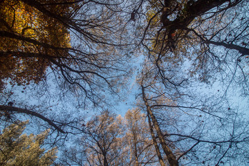 Beautiful autumn forest in Monchique region, Portugal