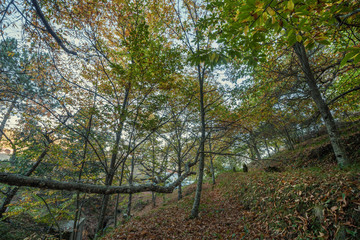 Beautiful autumn chestnut forest in Monchique region, Portugal