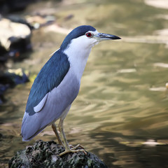 Black-crowned Night Heron (Nycticorax nycticorax)