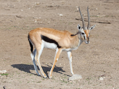  Thomson's Gazelle