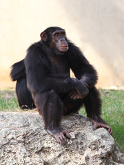 monkey sitting on a rock at the zoo.