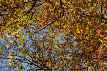 Beautiful autumn forest in Monchique region, Portugal