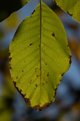 Beautiful view of chestnut tree leaves.