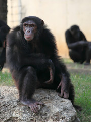 monkey sitting on a rock