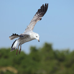 flying young seagull  in action