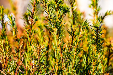 Fir branches on sunny day