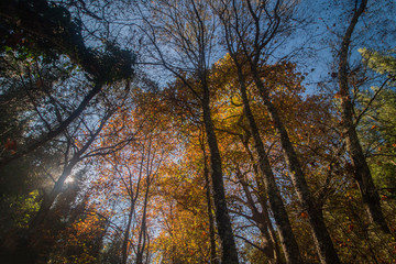 Obraz premium Beautiful autumn forest in Monchique region, Portugal