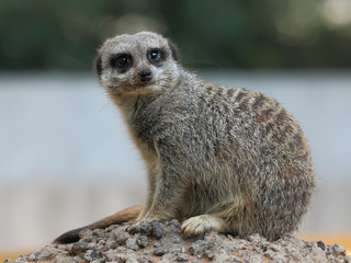 Suricate or Meerkat sitting on the stone