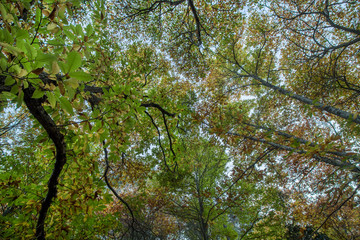 Beautiful autumn chestnut forest in Monchique region, Portugal