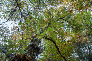 Fototapeta premium Beautiful autumn chestnut forest in Monchique region, Portugal