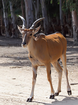 An Eland (Taurotragus Oryx or Derbianus), an african large antelope