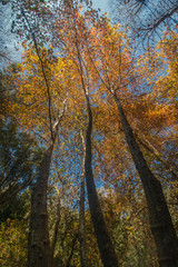 Fototapeta premium Beautiful autumn tall tree in Monchique region, Portugal