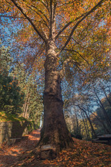Beautiful autumn tall tree in Monchique region, Portugal