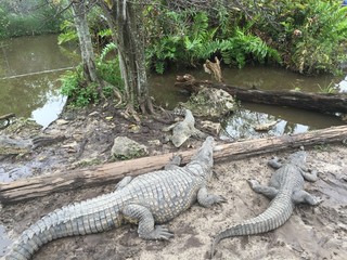 everglades