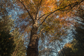 Beautiful autumn tall tree in Monchique region, Portugal