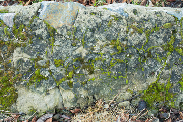 Moss