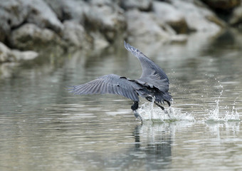 Western reef heron skimming water to catch fish