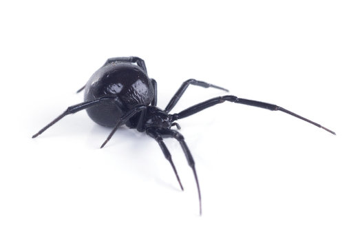 North American black widows spider, side view. Isolated on white