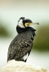 Beautiful Great cormorant relaxing on the sea bank
