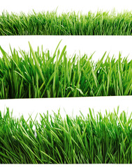 Green grass isolated on white