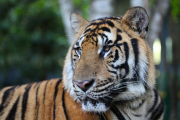 Fototapeta na wymiar Royal bengal tiger