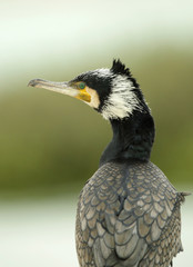 Beautiful Great cormorant turning its head