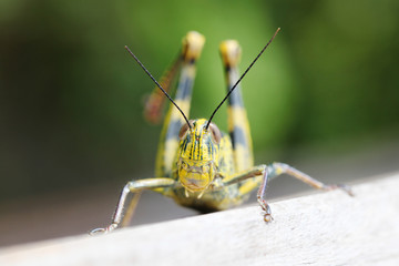 Locust portrait macro