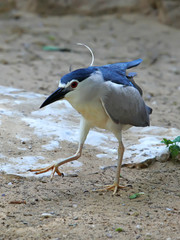 Black-crowned Night Heron (Nycticorax nycticorax)