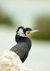 Beautiful Great cormorant