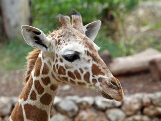 Naklejka premium close up of giraffe face
