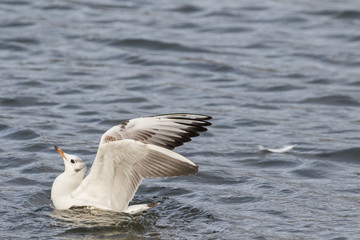 Fototapeta na wymiar Close up view of seagull