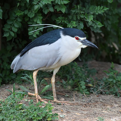  nycticorax