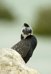 Great cormorant staring at camer