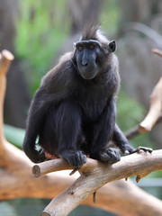 Crested Black Macaque (Macaca nigra)