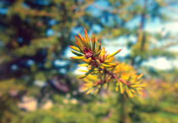 Pine tree close-up