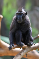 Crested Black Macaque (Macaca nigra)