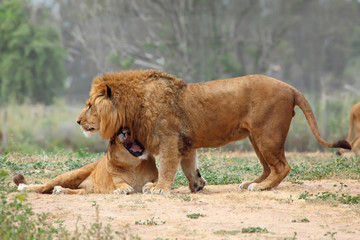 Fototapeta na wymiar Male and female lions